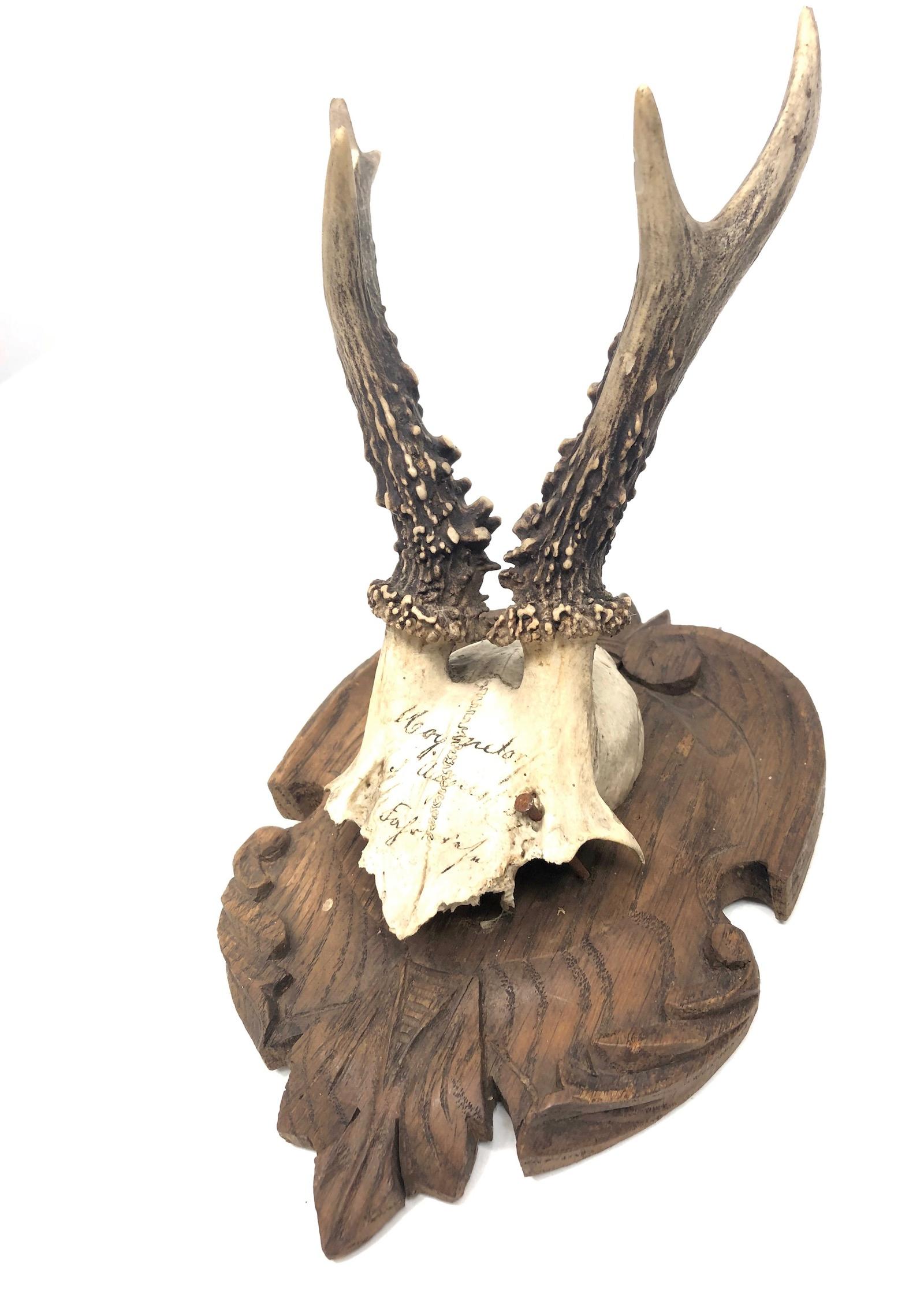 Two Antique Black Forest Deer Antler Trophies, Wood Carved Plaque, German, 1910s In Good Condition In Nuernberg, DE