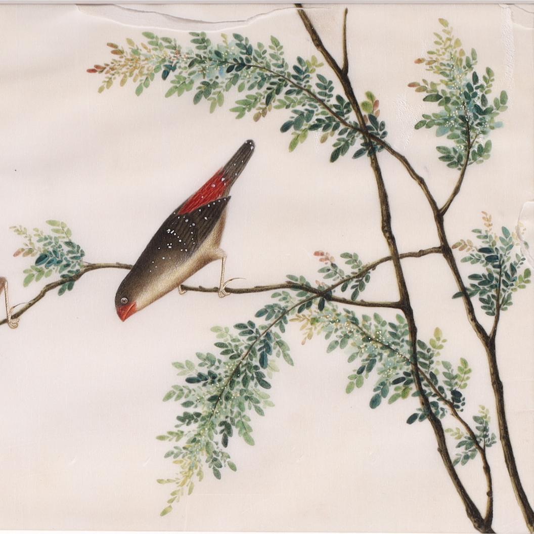 Two Antique Chinese Gouache Paintings of Birds on Pith Paper In Good Condition For Sale In Palm Beach, FL