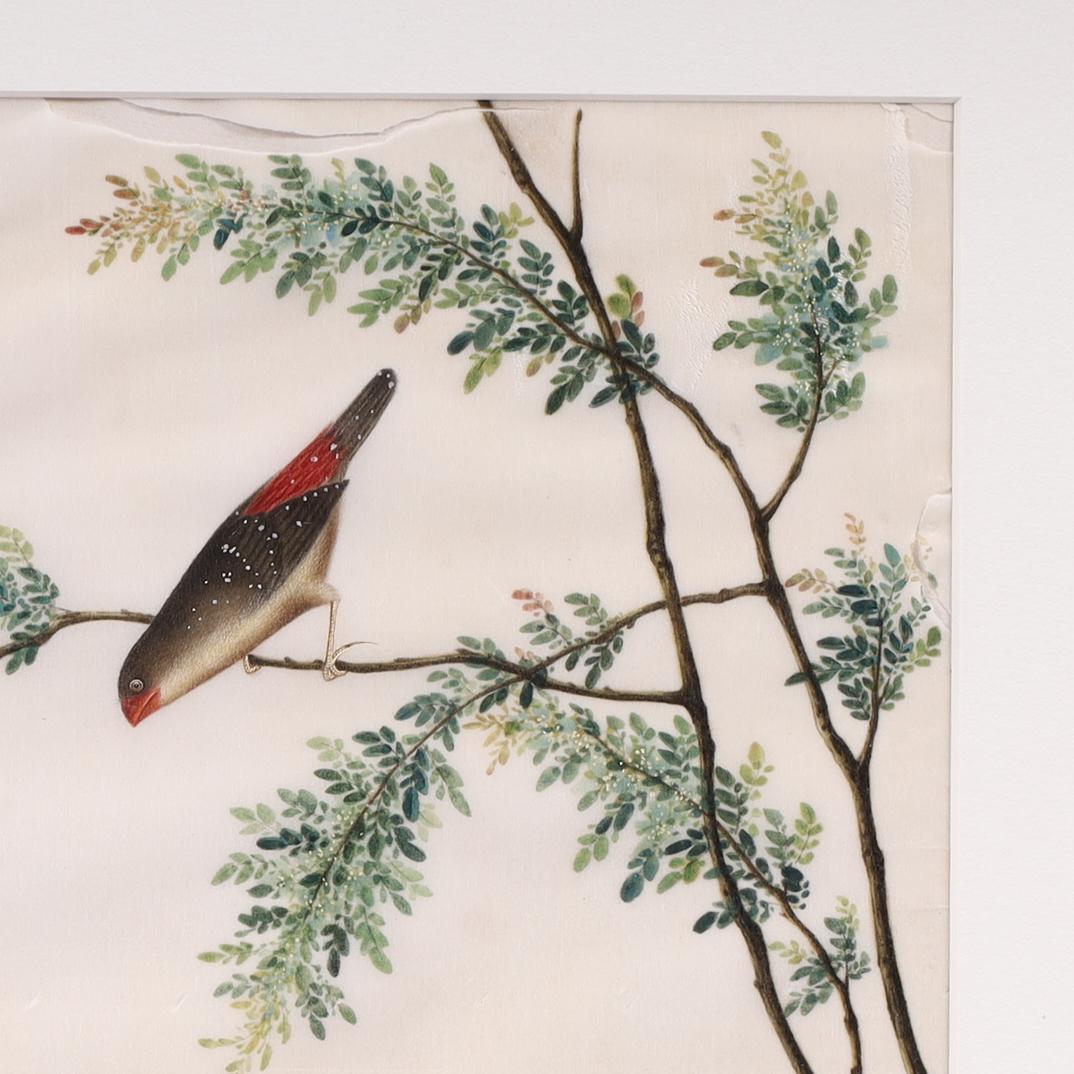 19th Century Two Antique Chinese Gouache Paintings of Birds on Pith Paper For Sale