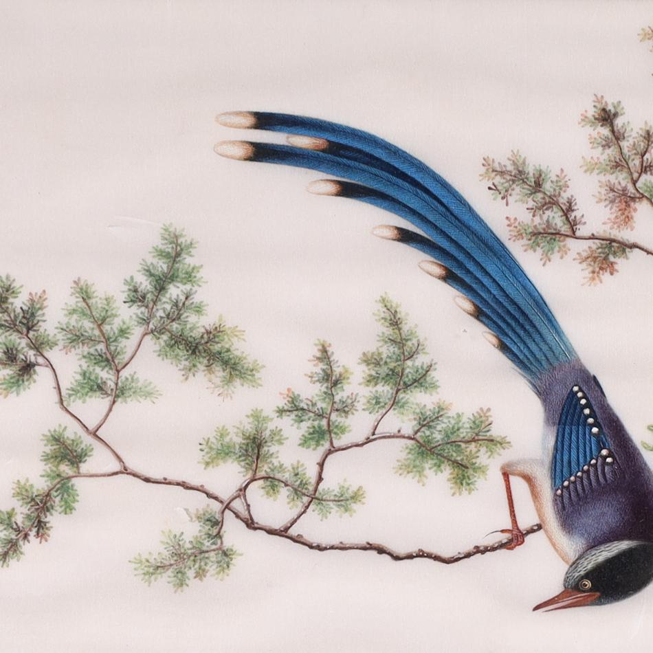 Two Antique Chinese Gouache Paintings of Birds on Pith Paper For Sale 3