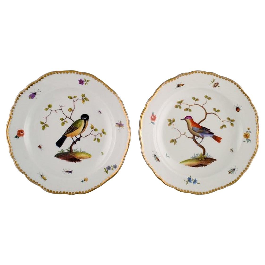 Two Antique Meissen Plates in Hand Painted Porcelain with Birds, 19th Century