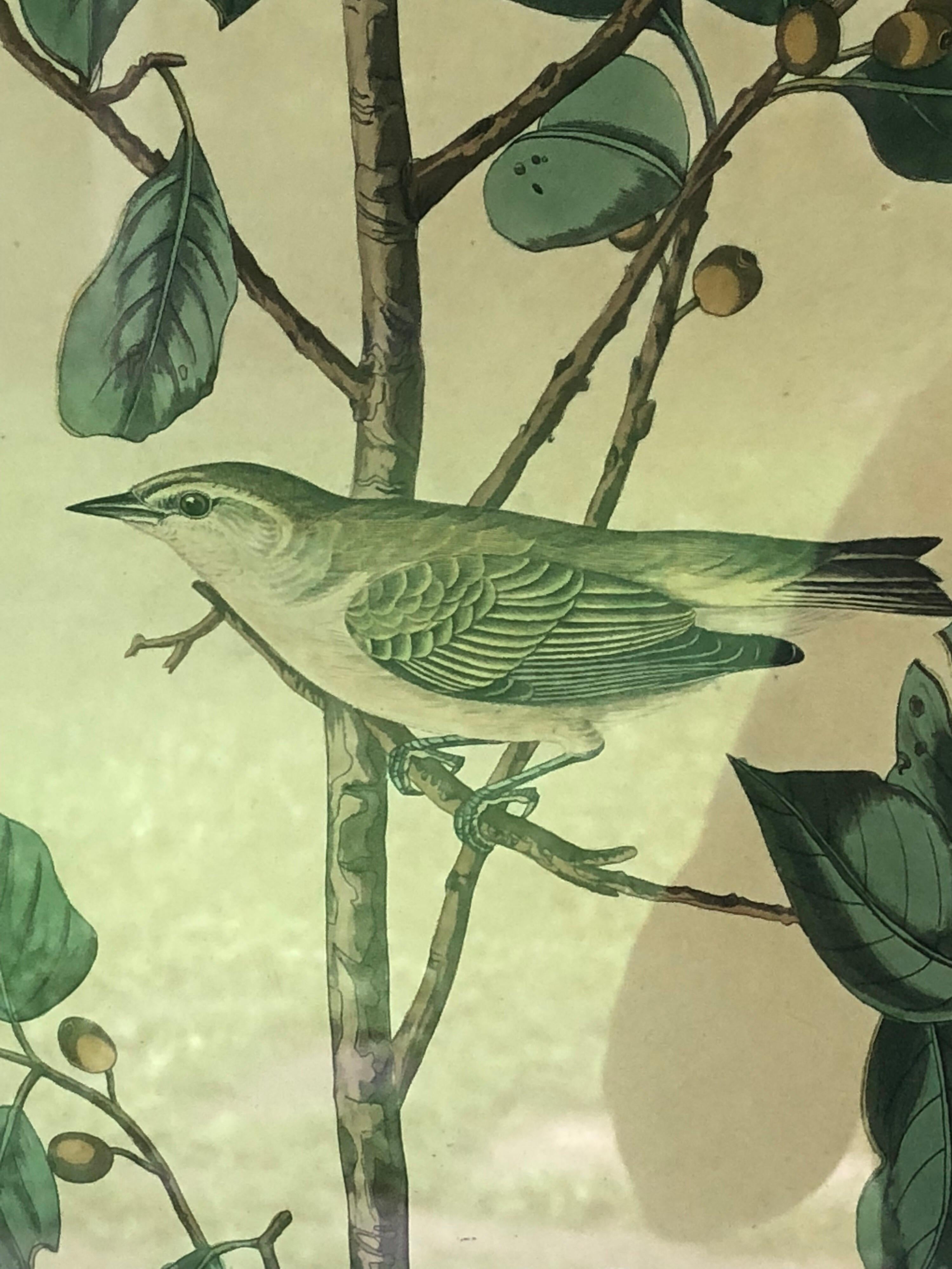 Two Audubon matted and framed engravings of warblers. Plates CLIV and XXXV. Wonderful large-scale.
Sight size: 20