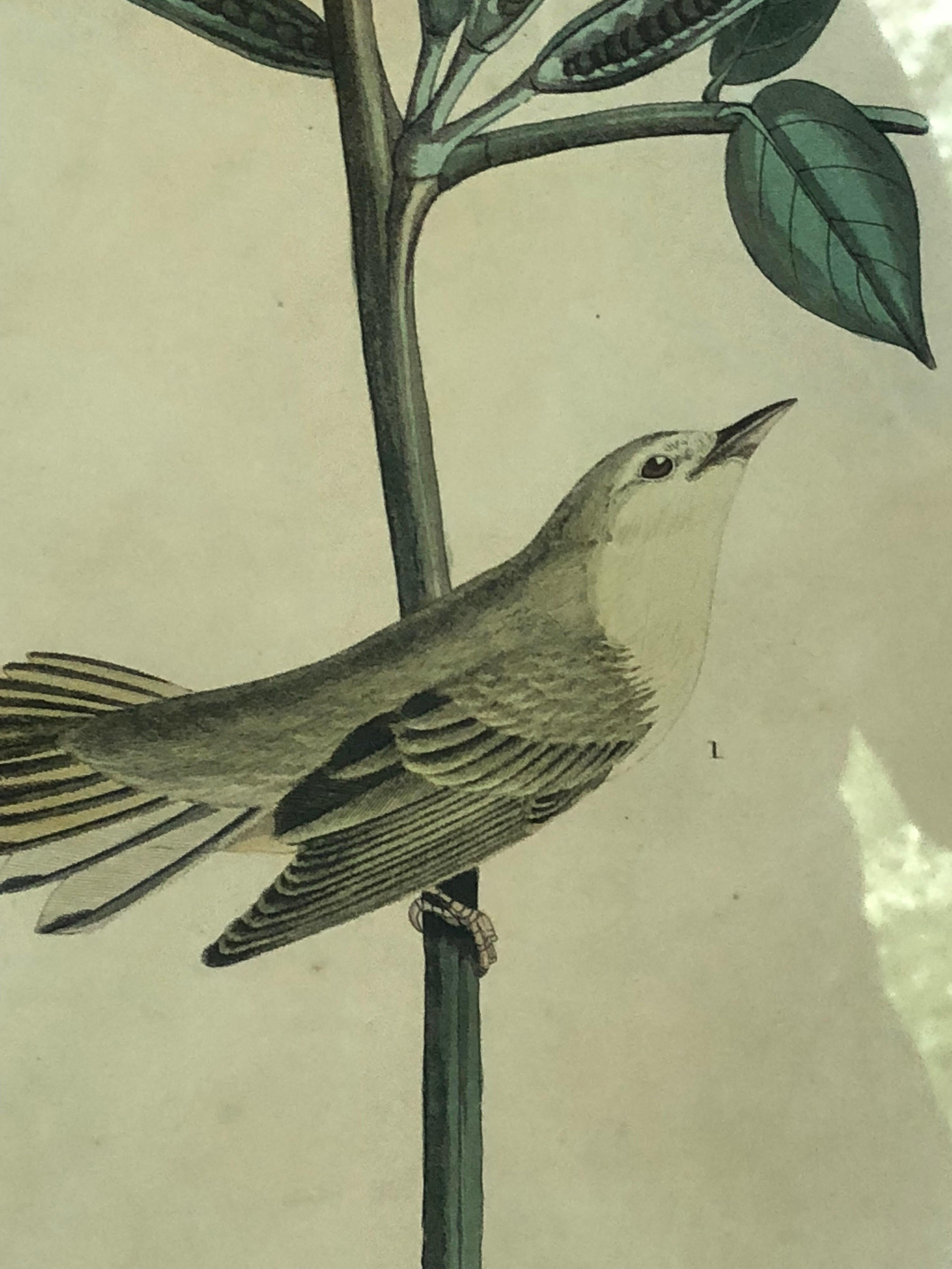 American Classical Two circa 1827 Audubon Framed Bird Engravings of Tennessee & Children's Warbler For Sale