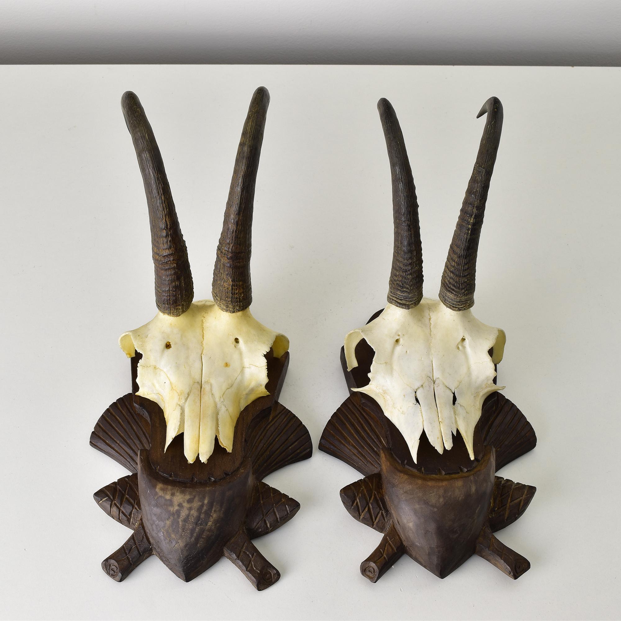 Este exquisito par de monturas para trofeos de gamuza muestra cráneos y cuernos bellamente conservados, montados sobre placas de madera tallada tradicional de la Black Forest. Procedentes de Austria, estos trofeos ponen de relieve la hábil artesanía