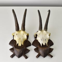 Two Chamois Taxidermy Trophy on Black Forest Carved Wood Plaque from Austria