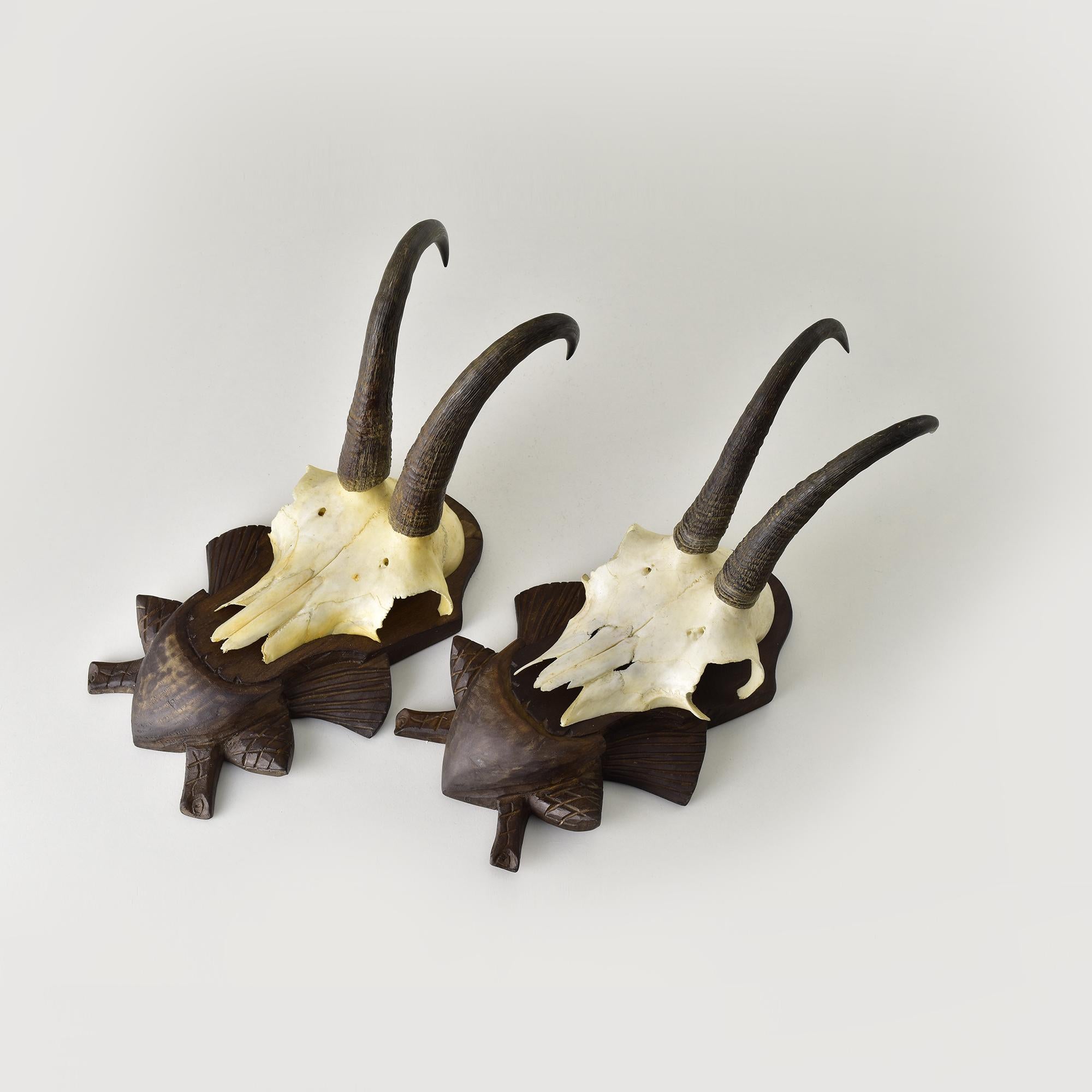 Trofeo Taxidermia de Dos Gamuzas en Placa de Madera Tallada de la Selva Negra de Austria Austríaco en venta