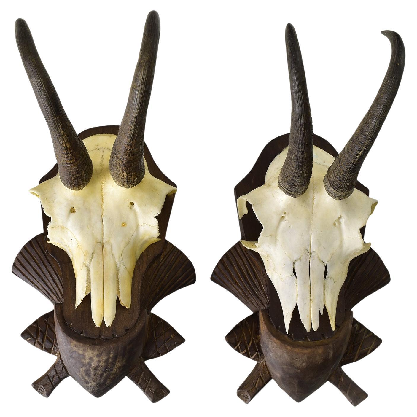 Trofeo Taxidermia de Dos Gamuzas en Placa de Madera Tallada de la Selva Negra de Austria en venta