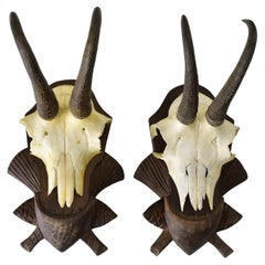 Two Chamois Taxidermy Trophy on Black Forest Carved Wood Plaque from Austria