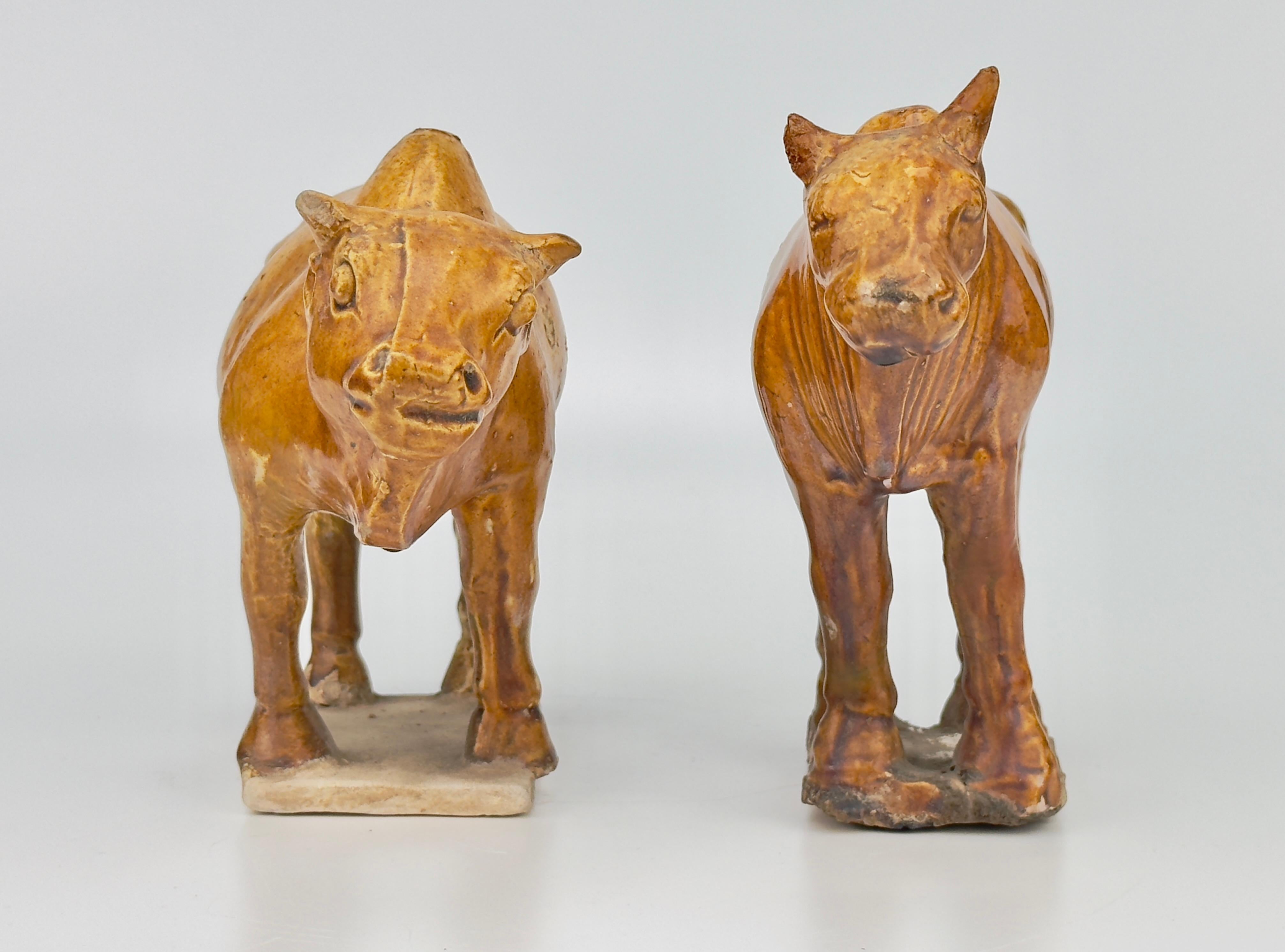 Naturalistically modelled, standing on a rectangular base with head facing forward and short tail curled to one side, incised details and covered overall in a rich chestnut glaze save for the hooves and base.

Date : Tang Dynasty(618-907)
Type :