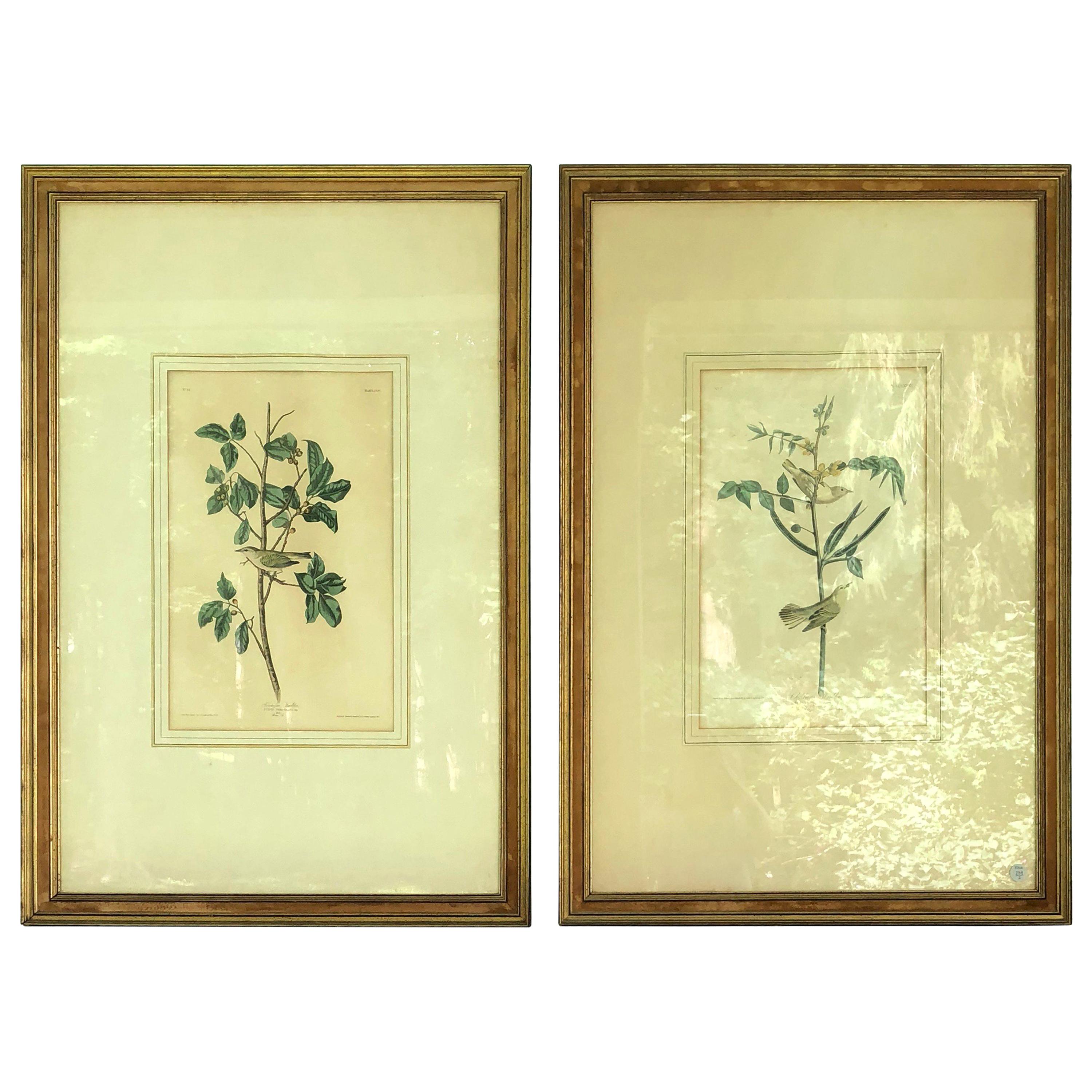 Two circa 1827 Audubon Framed Bird Engravings of Tennessee & Children's Warbler For Sale