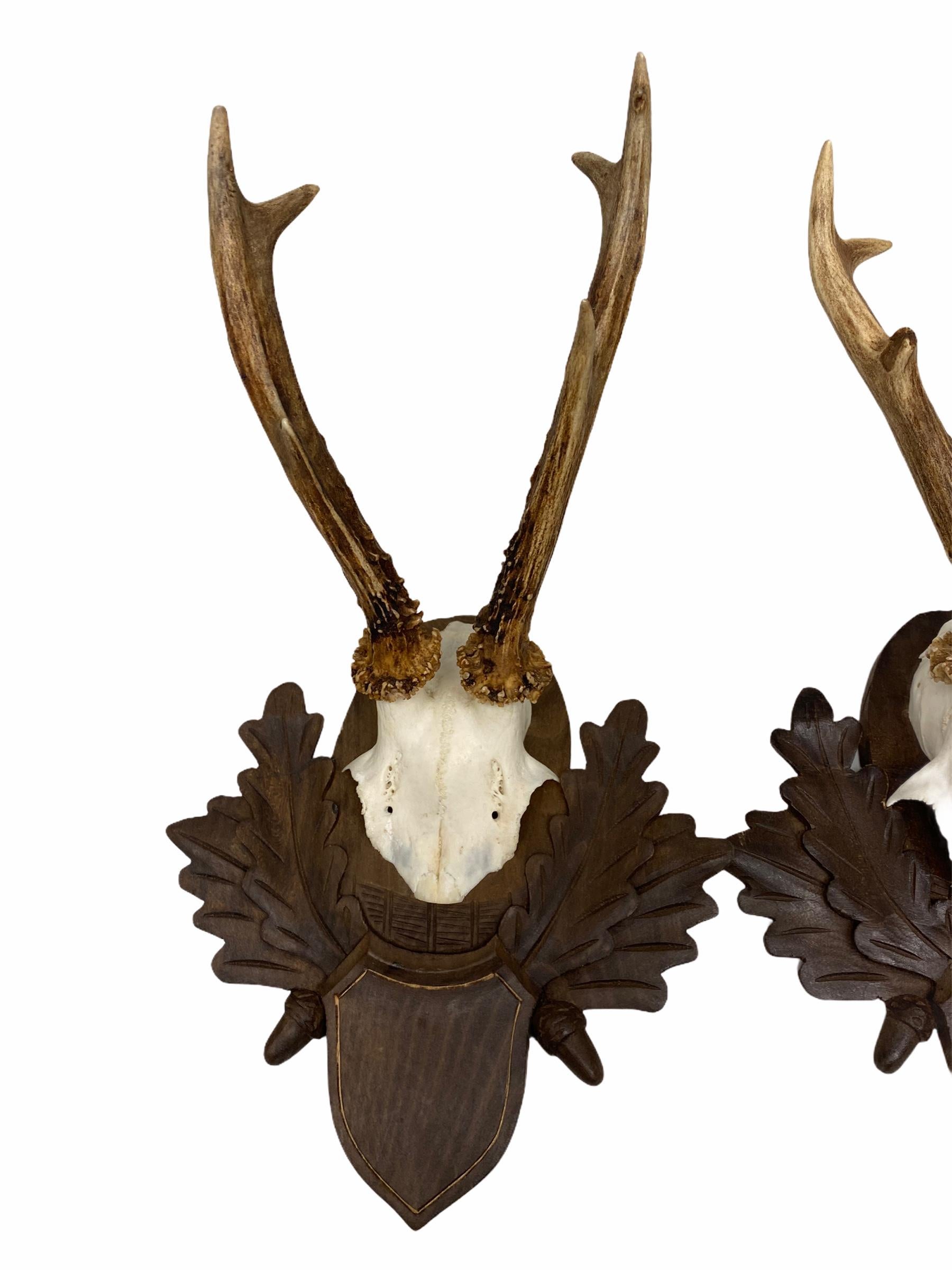 A set of two vintage Black Forest deer antler trophies on hand carved, Black Forest wooden plaques. I think they are from the 1960s or older. Tallest is approximate 13 7/8
