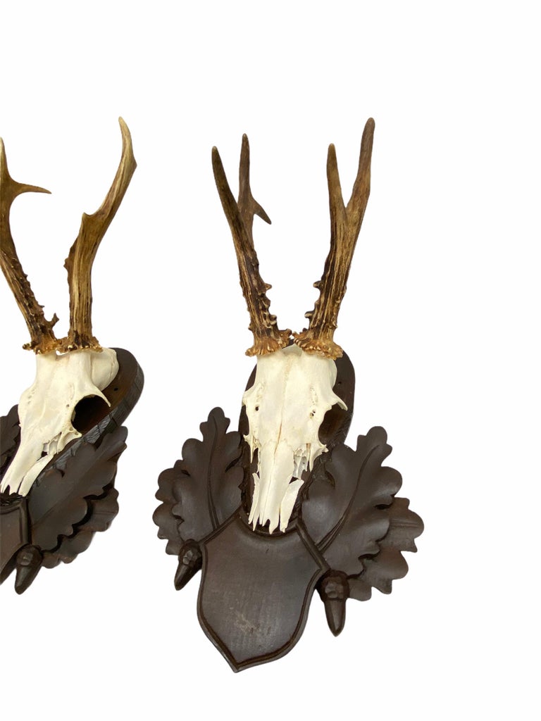 A set of two vintage Black Forest deer antler trophies on hand carved, Black Forest wooden plaques. I think they are from the 1960s or older. Tallest is approximate 15.75