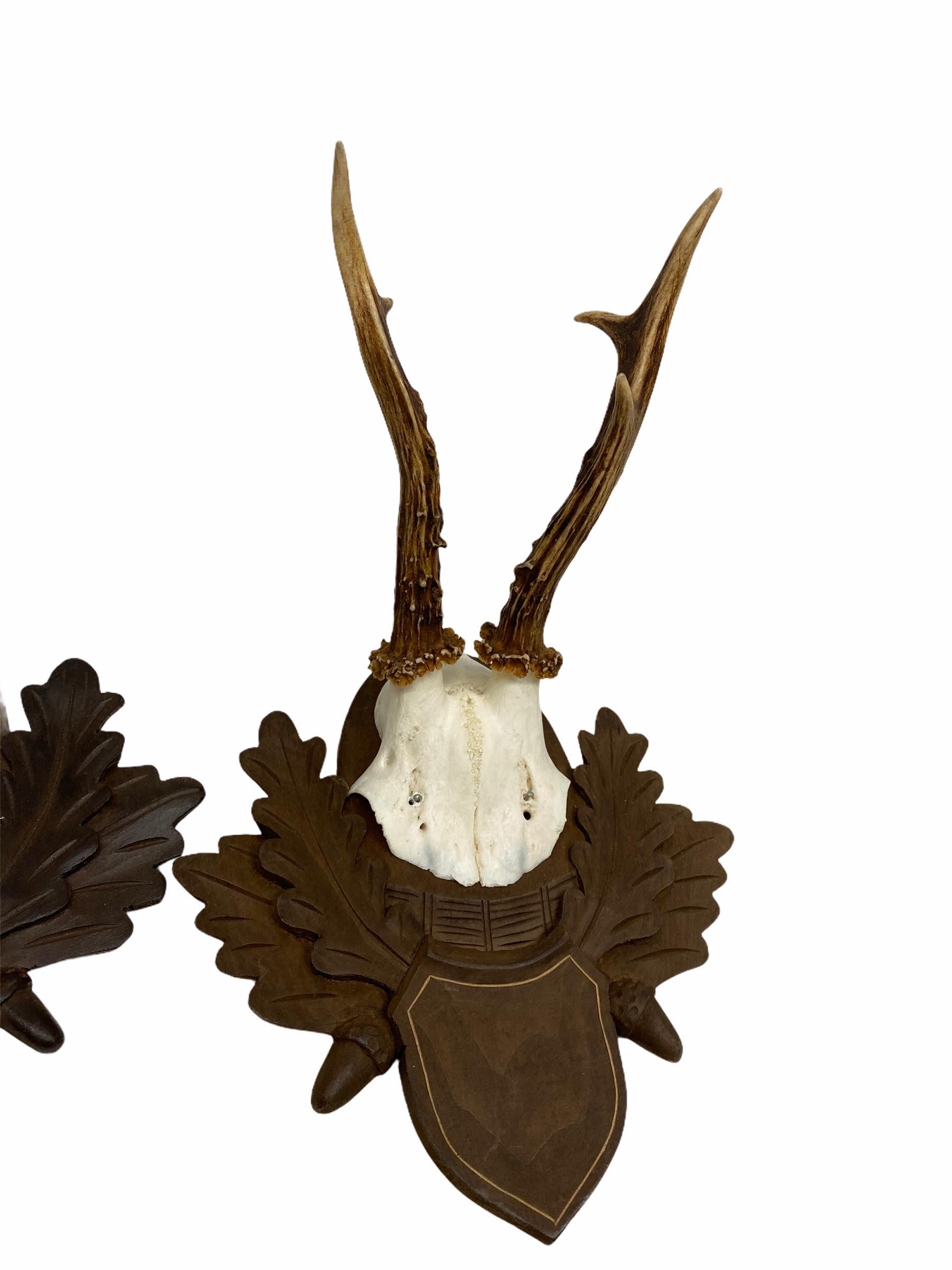 wood plaque for deer mount