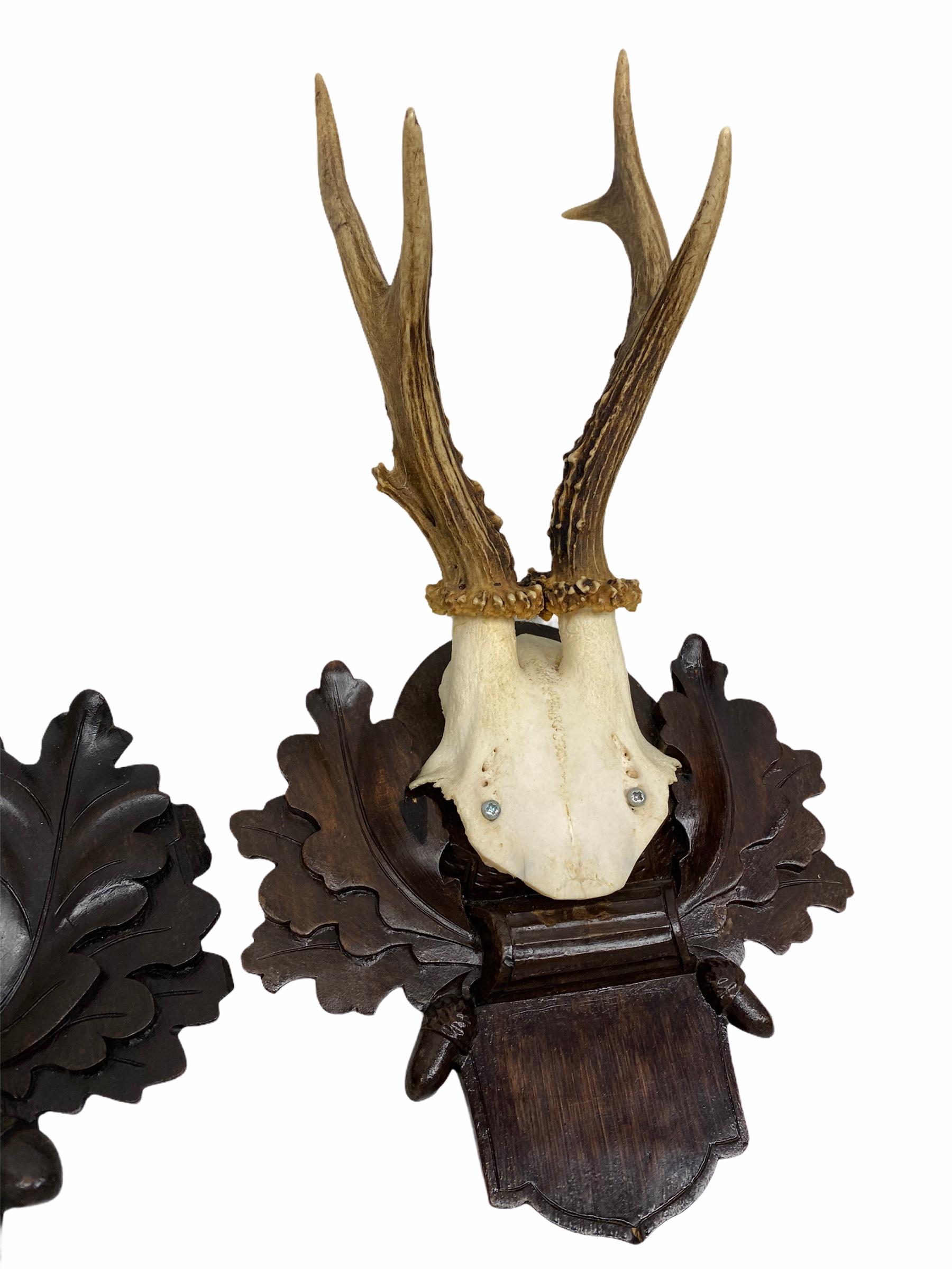 Folk Art Two Deer Antler Mount Trophy on Black Forest Carved Wood Plaque from Austria