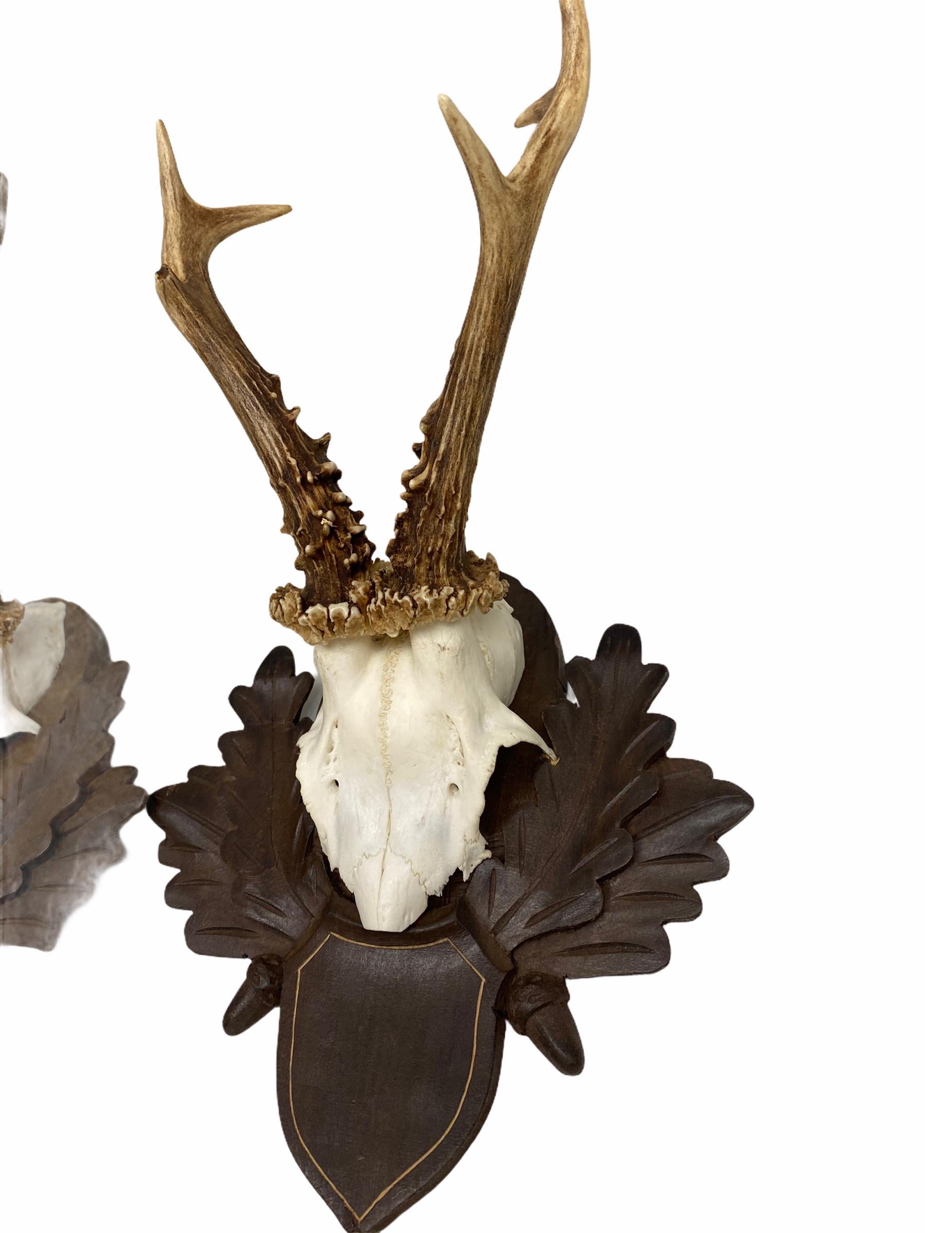 Austrian Two Deer Antler Mount Trophy on Black Forest Carved Wood Plaque from Austria
