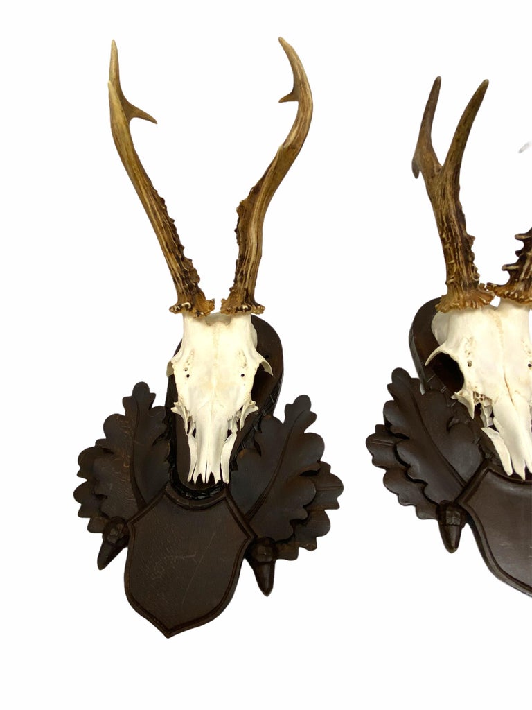 Austrian Two Deer Antler Mount Trophy on Black Forest Carved Wood Plaque from Austria For Sale