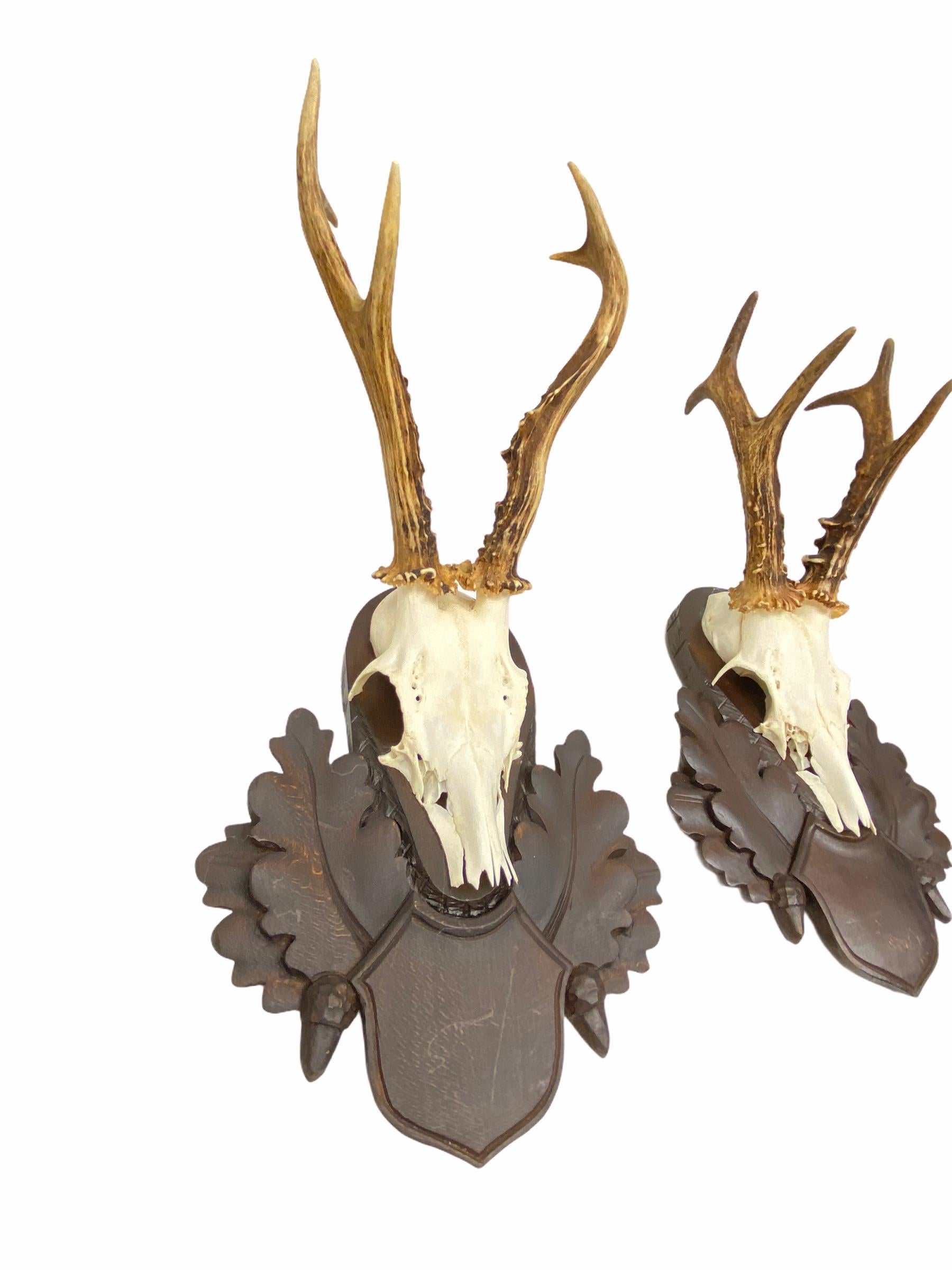 Hand-Carved Two Deer Antler Mount Trophy on Black Forest Carved Wood Plaque from Austria