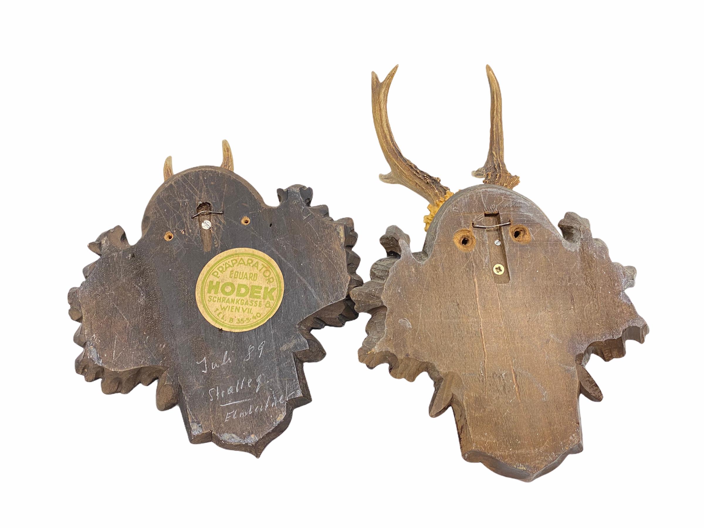 Two Deer Antler Mount Trophy on Black Forest Carved Wood Plaque from Austria In Good Condition In Nuernberg, DE