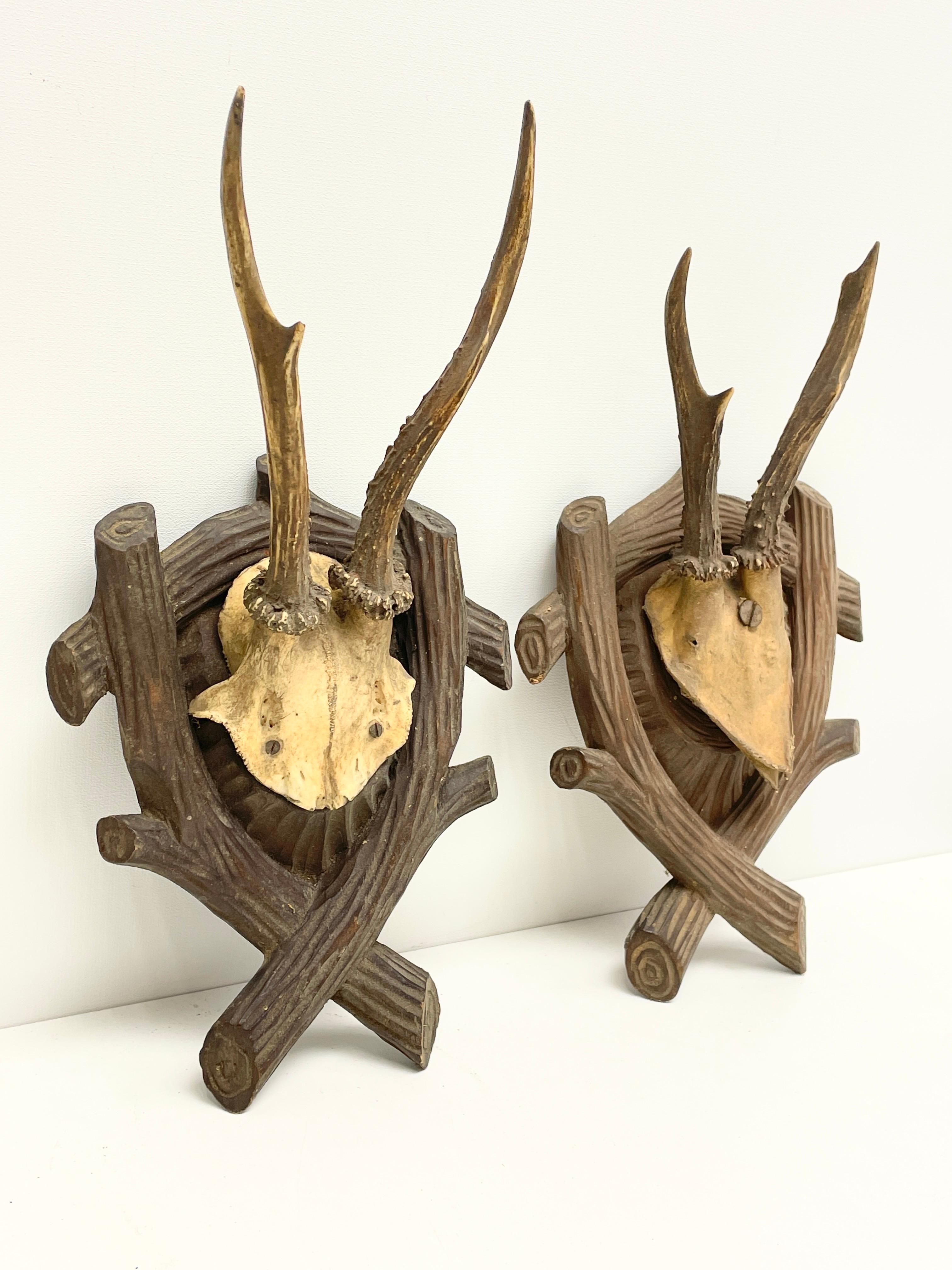 Two Deer Antler Mount Trophy on Black Forest Carved Wood Plaque from Austria 2