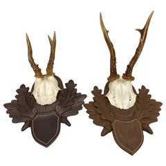 Two Deer Antler Mount Trophy on Black Forest Carved Wood Plaque from Austria