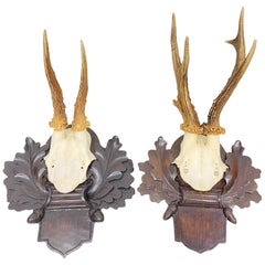 Two Deer Antler Mount Trophy on Black Forest Carved Wood Plaque from Austria