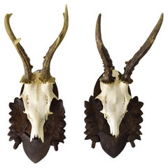 Two Deer Antler Mount Trophy on Black Forest Carved Wood Plaque from Austria
