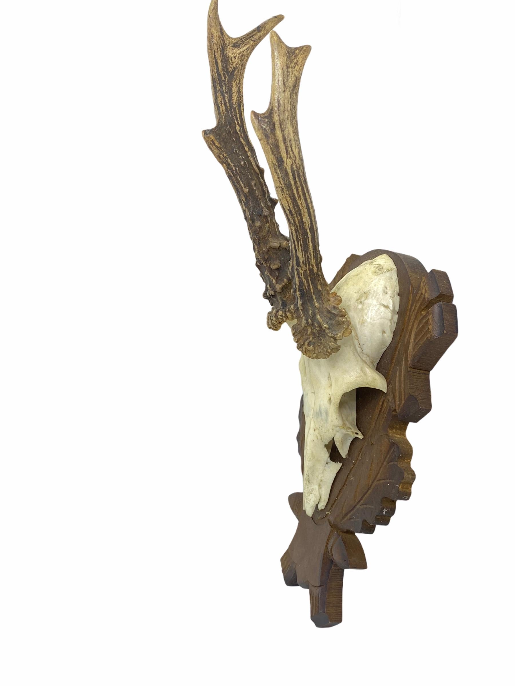 Late 20th Century Two Deer Antler Mount Trophy on Black Forest Carved Wood Plaque, German, 1970s