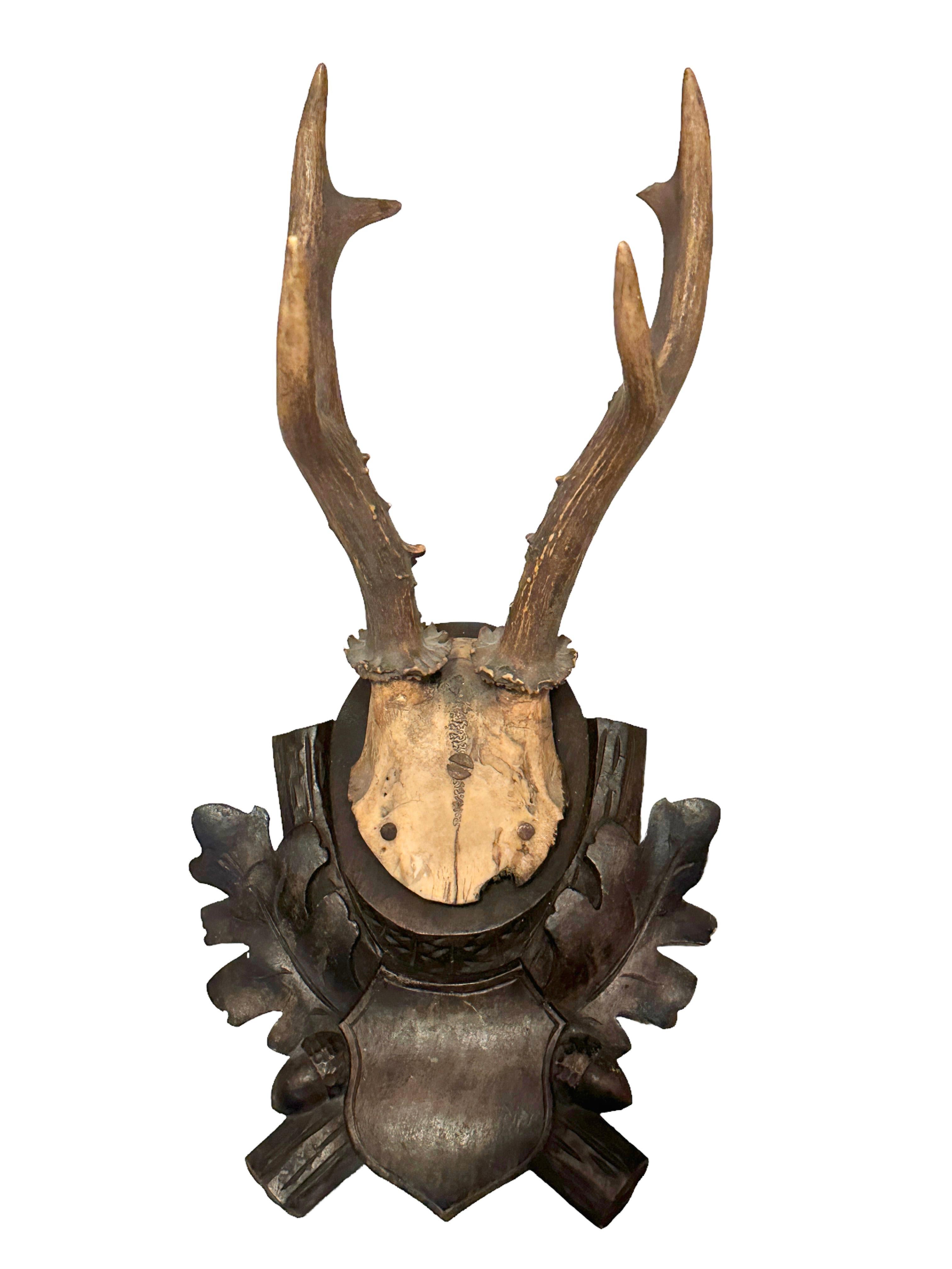 wood plaque for deer mount