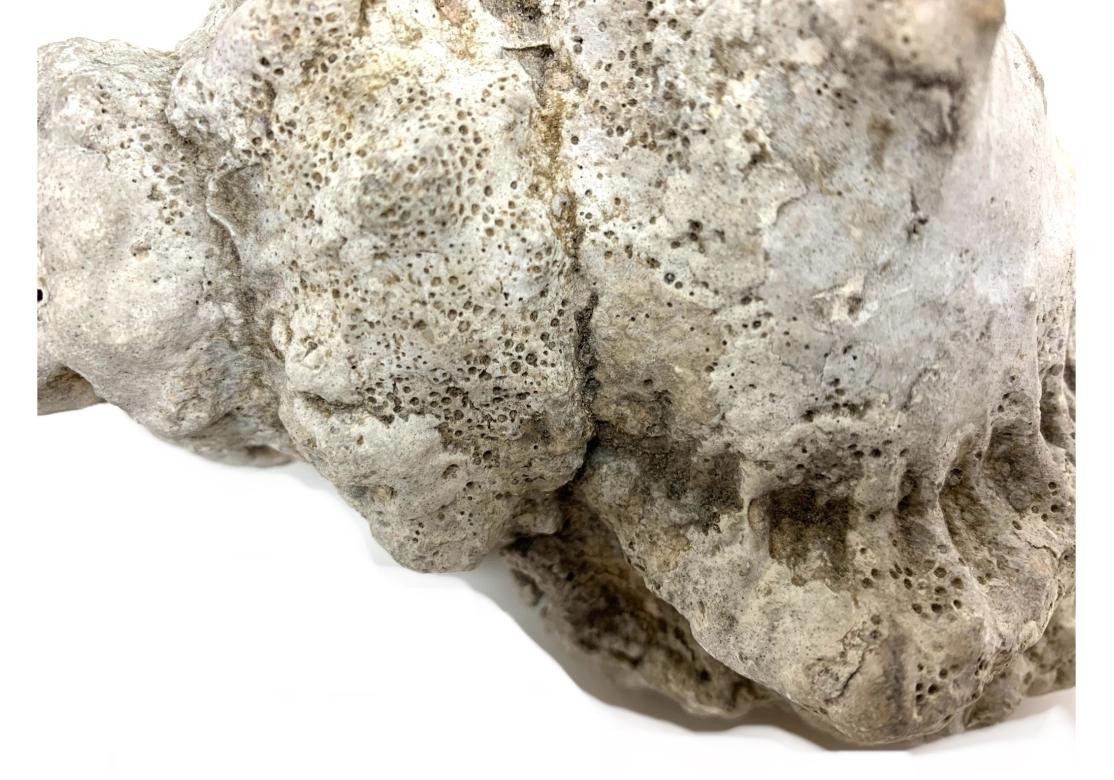 Two Encrusted Sea Shells For Sale 5