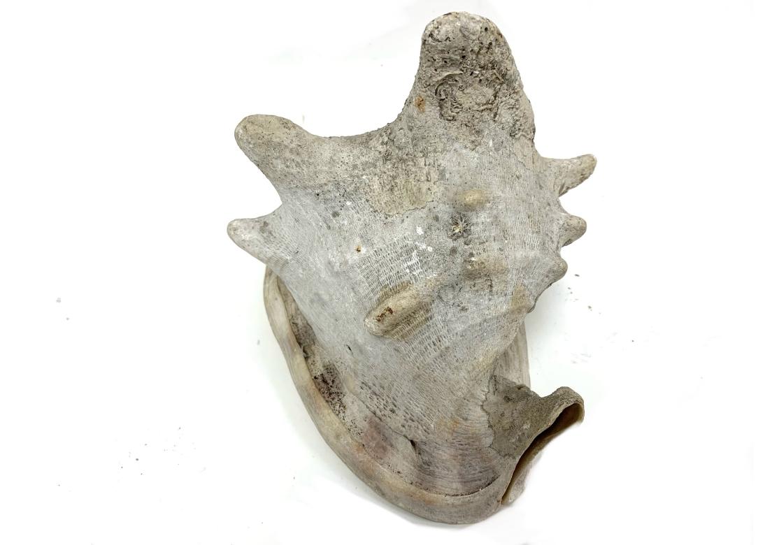 Two Encrusted Sea Shells For Sale 6