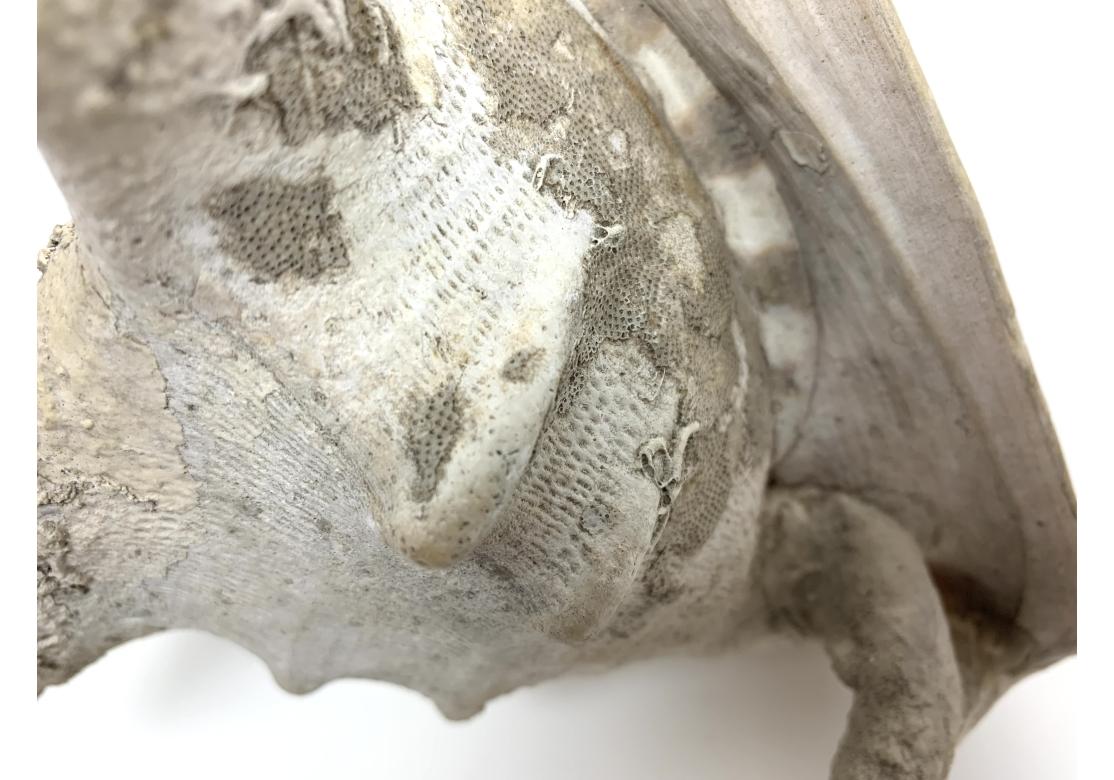 Two Encrusted Sea Shells For Sale 7