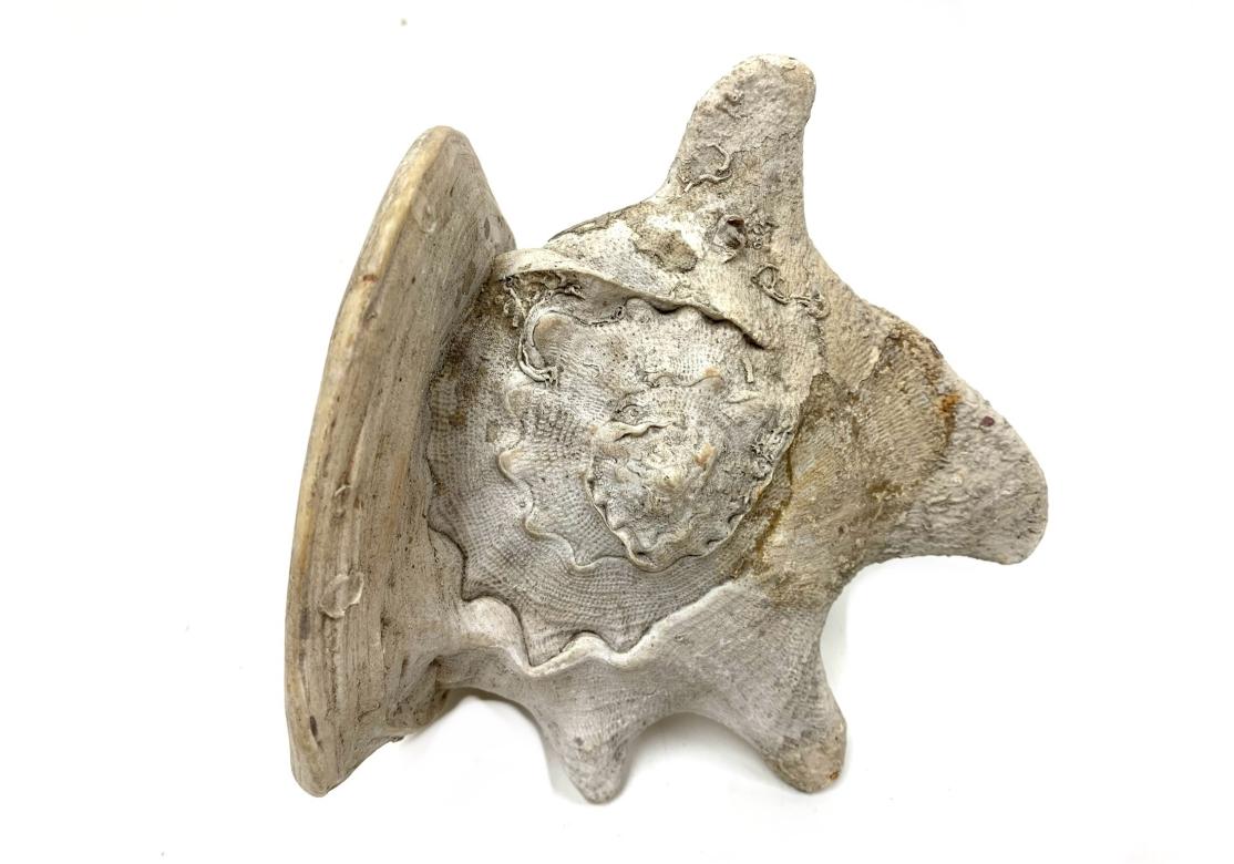 Two Encrusted Sea Shells For Sale 8