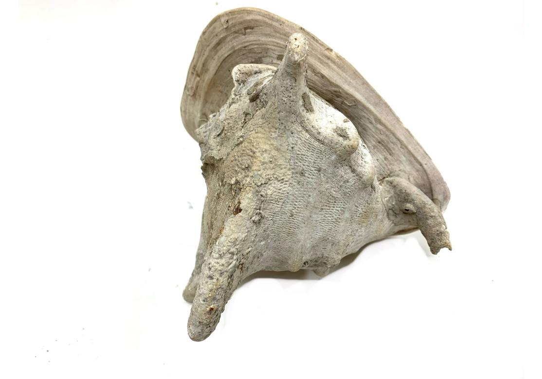 Two Encrusted Sea Shells For Sale 9