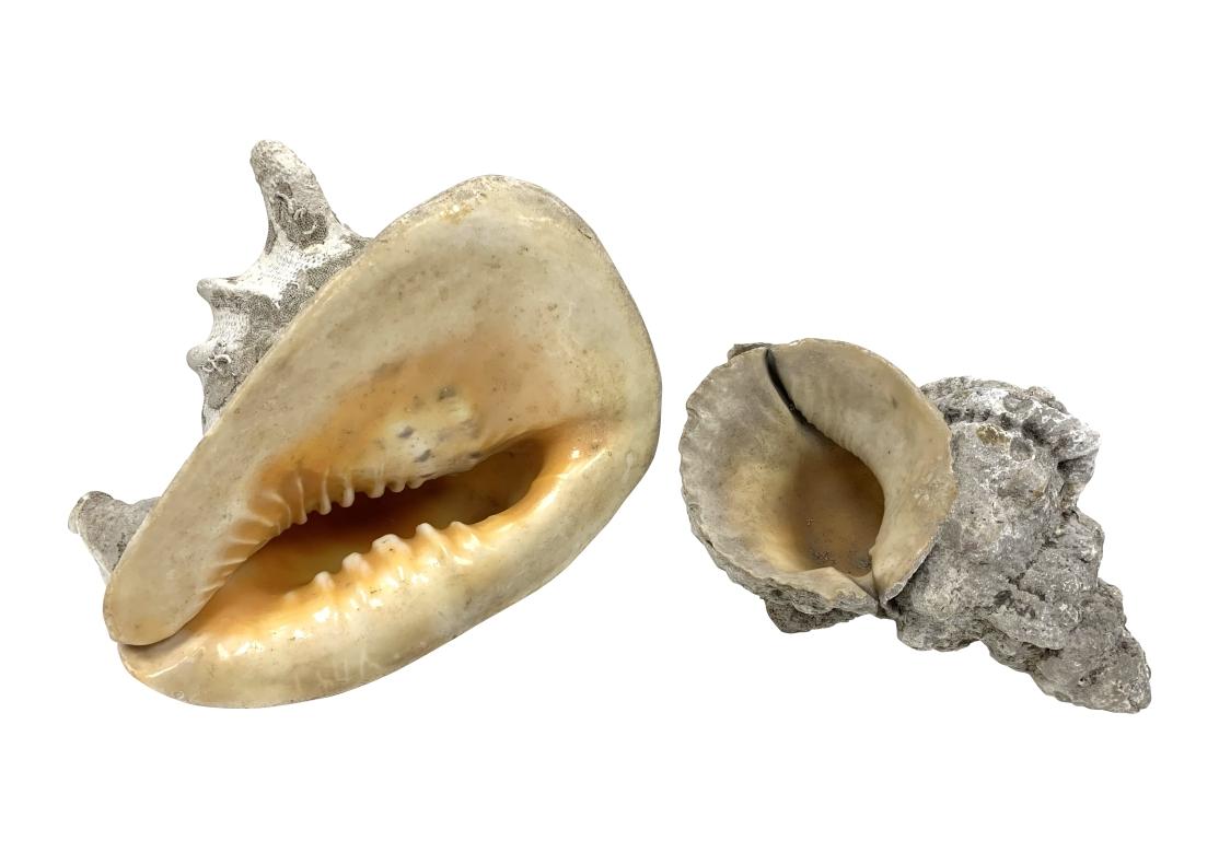 An older pair of Shell specimens with an authentic and distressed appearance. One is a Queen Helmet conch shell with pink interior. The second is a smaller shell with overall incrustations. 

7 3/4