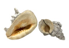 Two Encrusted Sea Shells