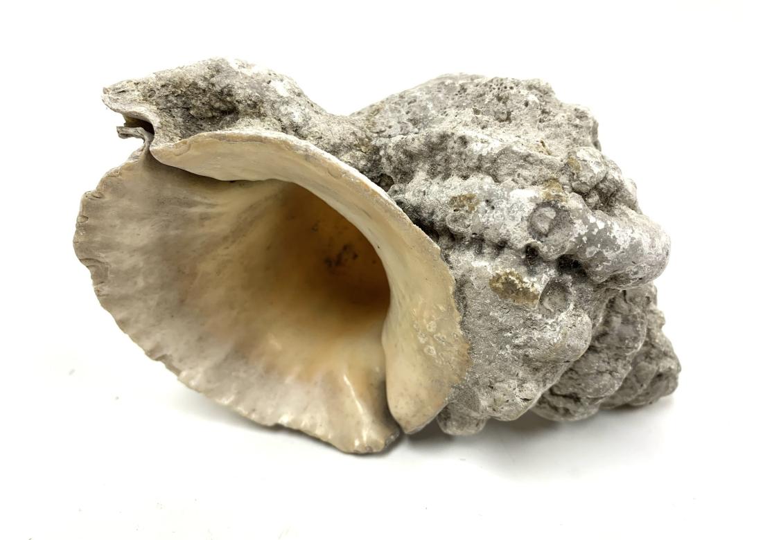 Prehistoric Two Encrusted Sea Shells For Sale