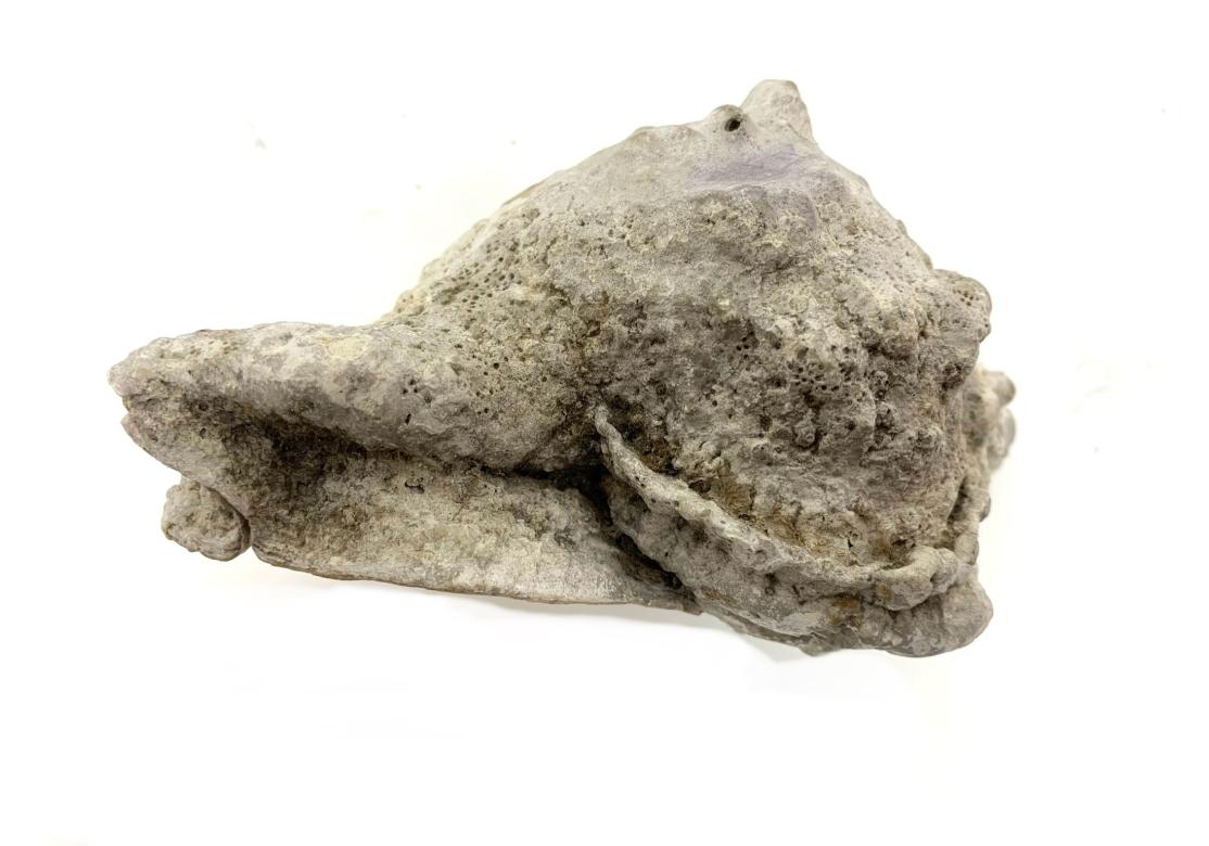 Two Encrusted Sea Shells In Distressed Condition For Sale In Bridgeport, CT