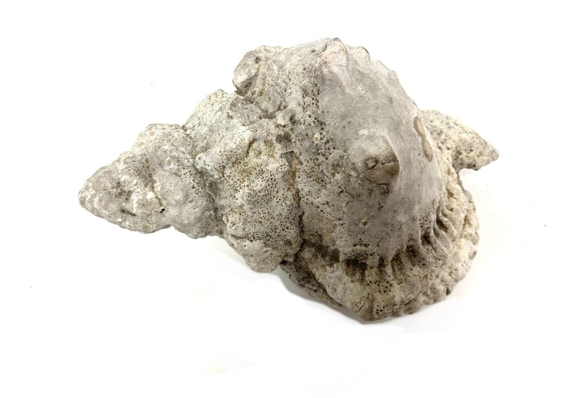 20th Century Two Encrusted Sea Shells For Sale