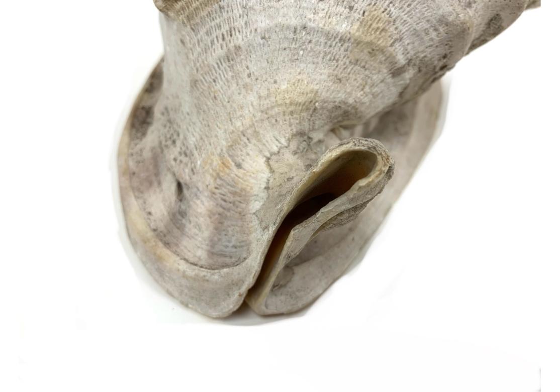 Two Encrusted Sea Shells For Sale 1