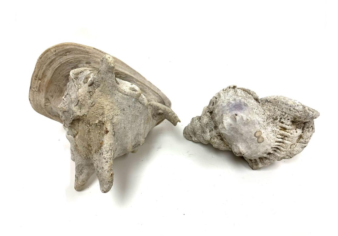Two Encrusted Sea Shells For Sale 2