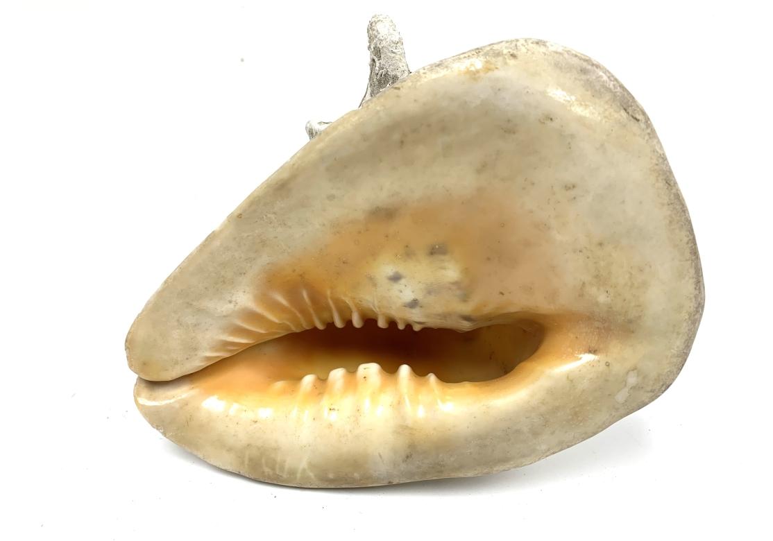 Two Encrusted Sea Shells For Sale 3