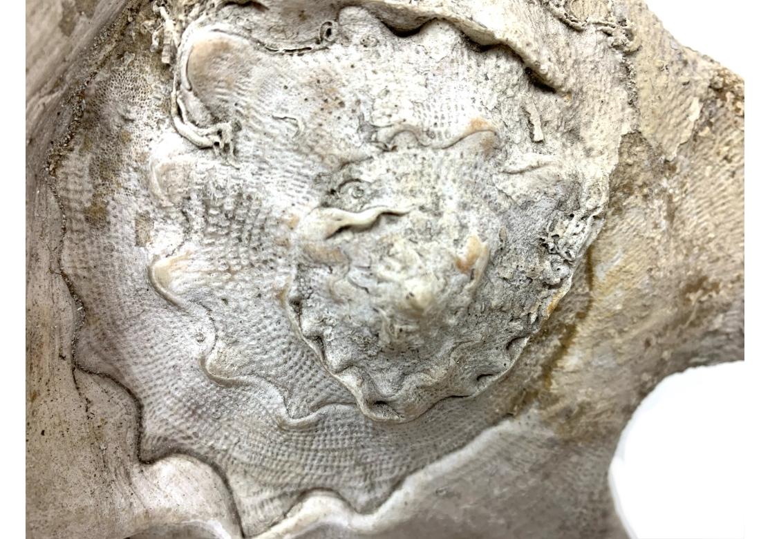 Two Encrusted Sea Shells For Sale 4