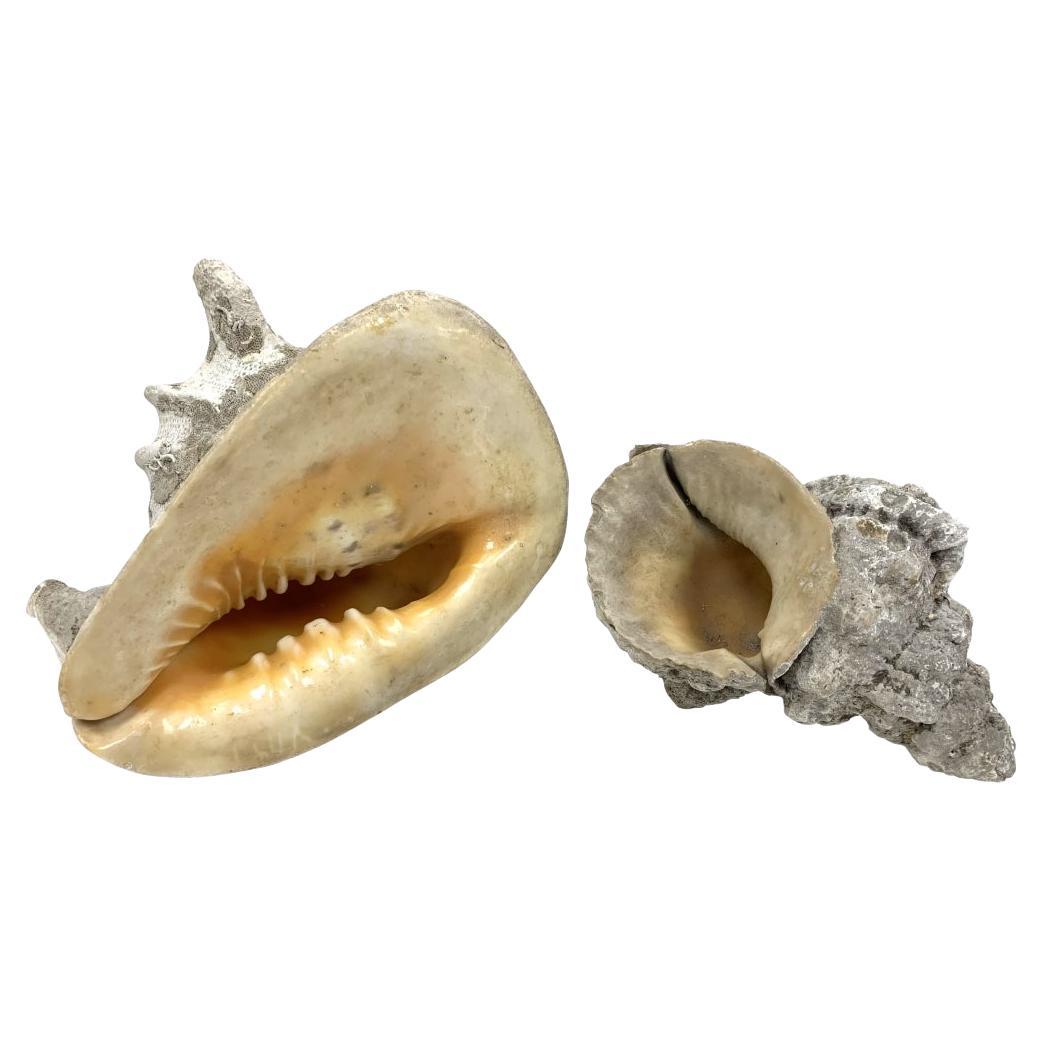 Two Encrusted Sea Shells For Sale