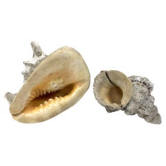 Two Encrusted Sea Shells