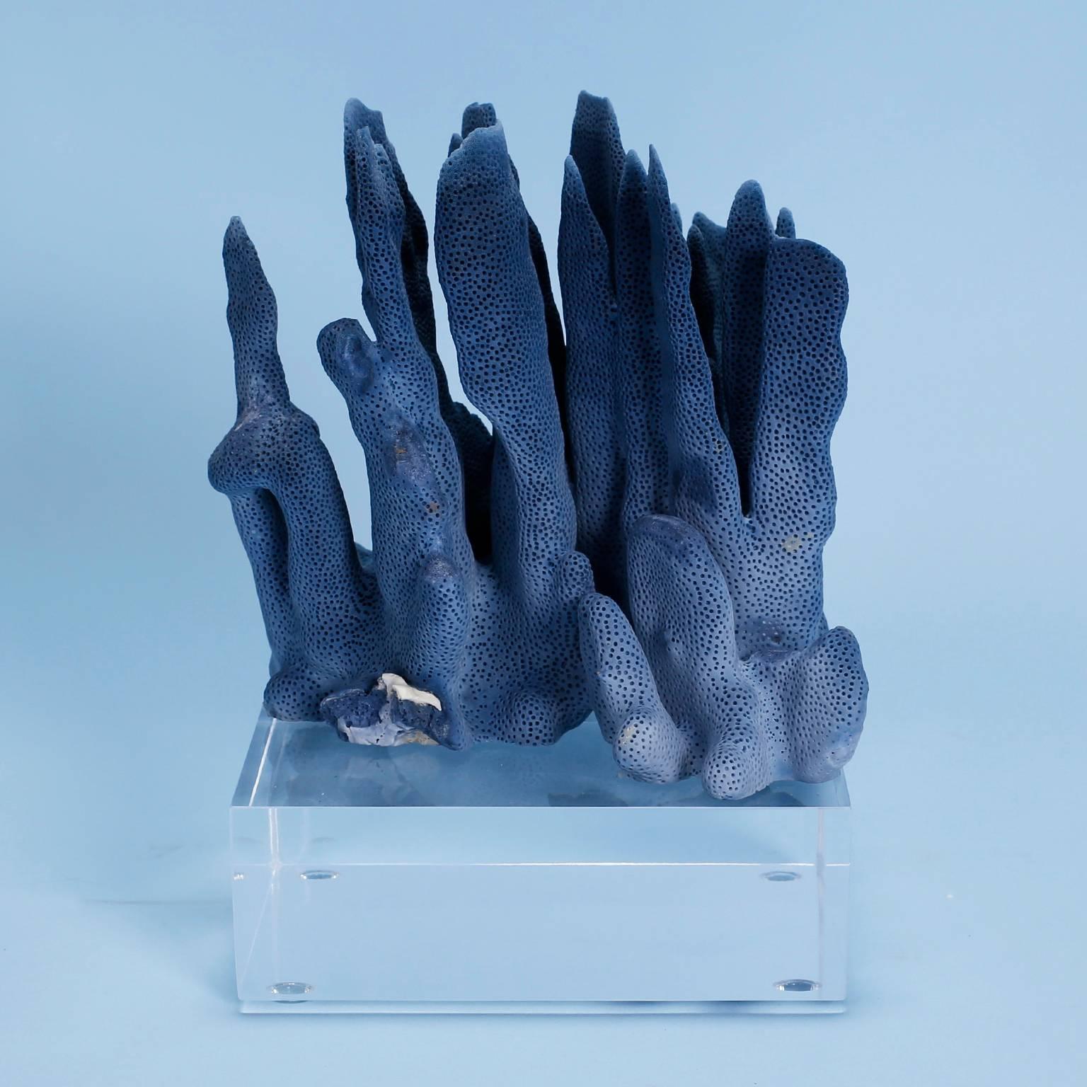 Two rare dark blue coral specimens with luxurious indigo hues, sea inspired textures, and unique sculptural forms. Presented on thick custom Lucite stands. Priced individually.

From left to right:

BL01 H 9, W 7, D 6 
BL02 H 8.5, W 8.5, D