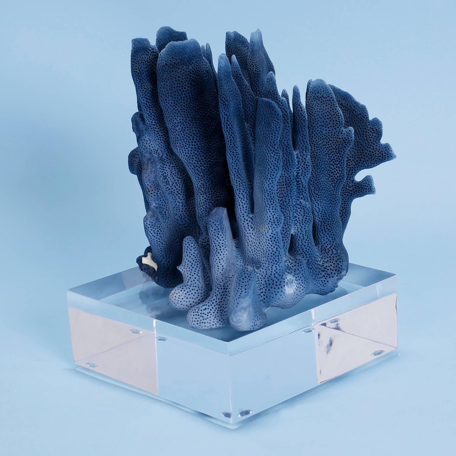 Solomon Islands Two Exception Blue Coral Specimens on Lucite, Priced Individually
