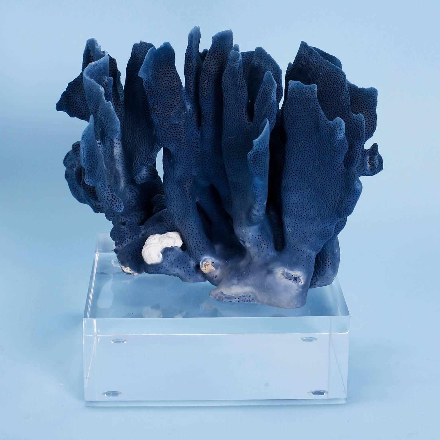 Two Exception Blue Coral Specimens on Lucite, Priced Individually In Excellent Condition In Palm Beach, FL