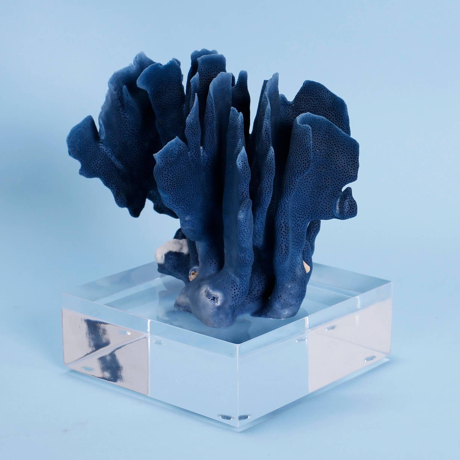 Two Exception Blue Coral Specimens on Lucite, Priced Individually 1