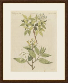 Two Flowering Tree Branches, Antique Bertuch Print, circa 1805