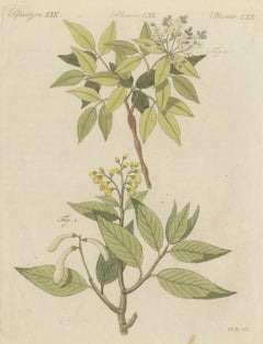Two Flowering Tree Branches, Antique Bertuch Print, circa 1805